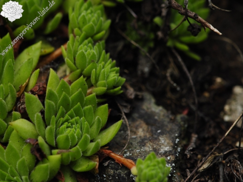 montanum ssp. heterophyllum from Kraľovany, Tunnel