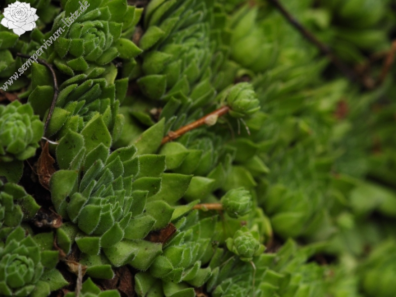 montanum ssp. heterophyllum from Kraľovany, Tunnel