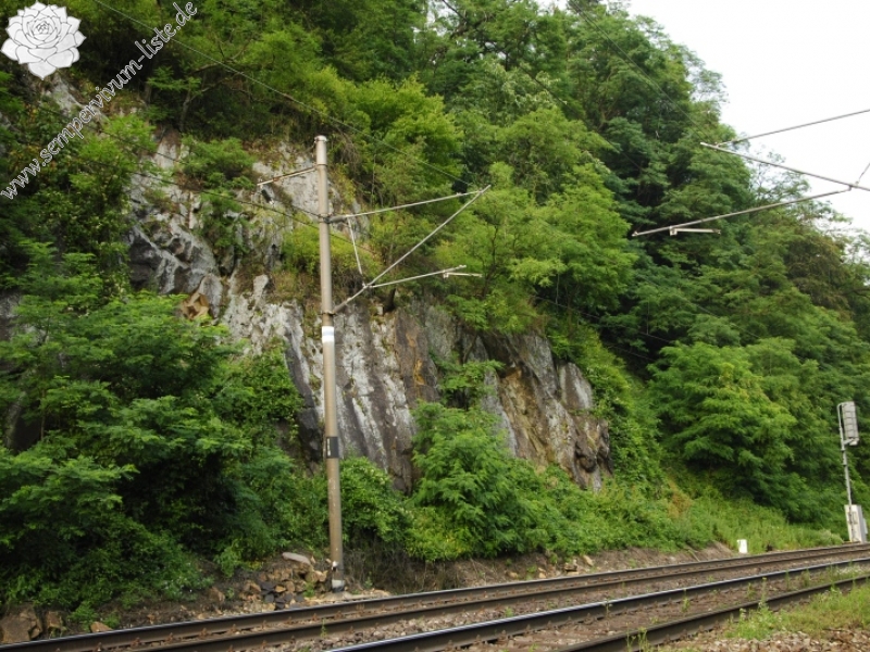 montanum ssp. heterophyllum from Kraľovany, Zusammenfluss