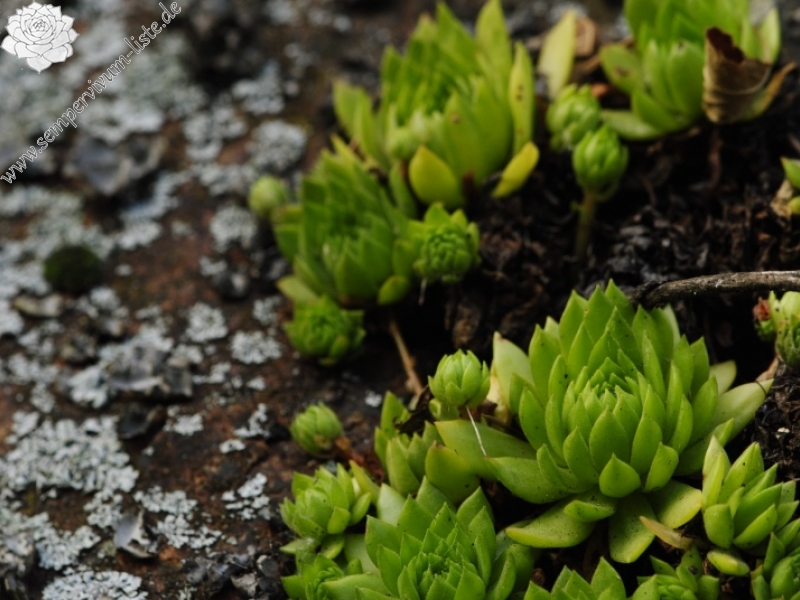 montanum ssp. heterophyllum from Kraľovany, Zusammenfluss