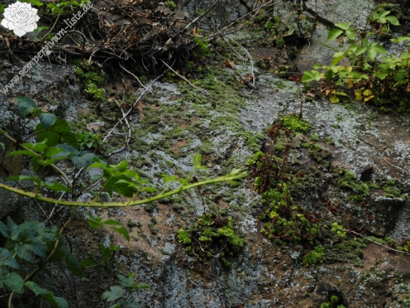 montanum ssp. heterophyllum from Kraľovany, Zusammenfluss