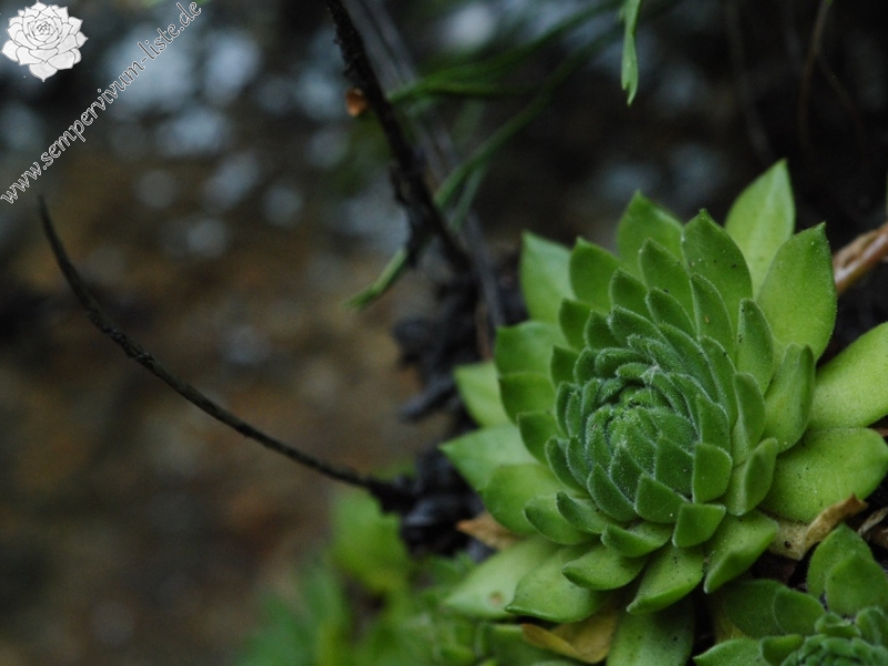 montanum ssp. heterophyllum from Kraľovany, Zusammenfluss
