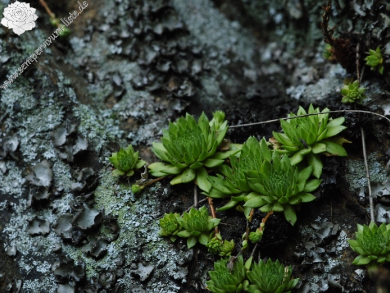 montanum ssp. heterophyllum from Kraľovany, Zusammenfluss