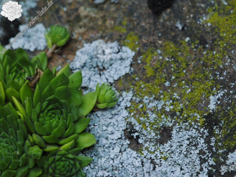 montanum ssp. heterophyllum from Kraľovany, Zusammenfluss