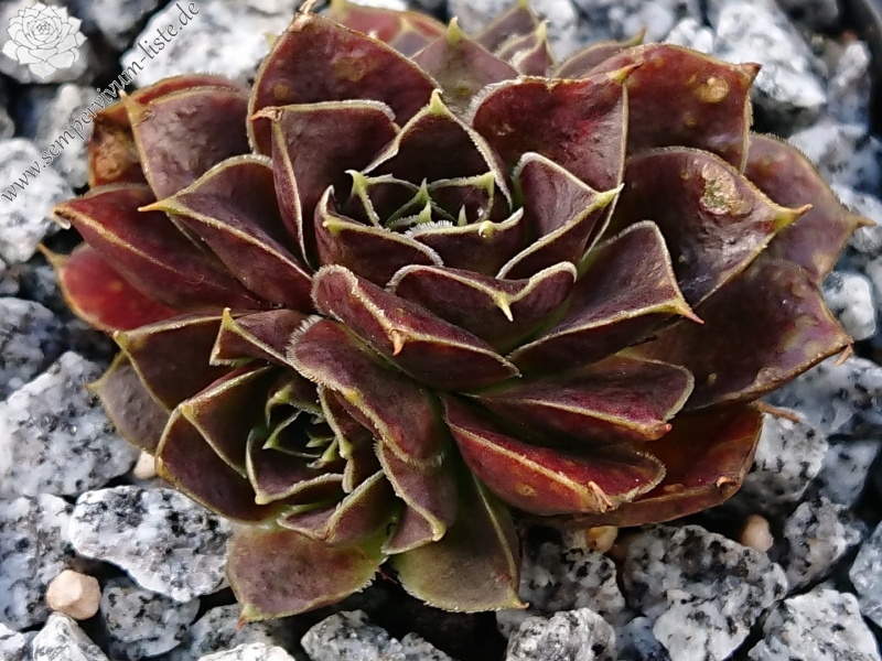 Koreana