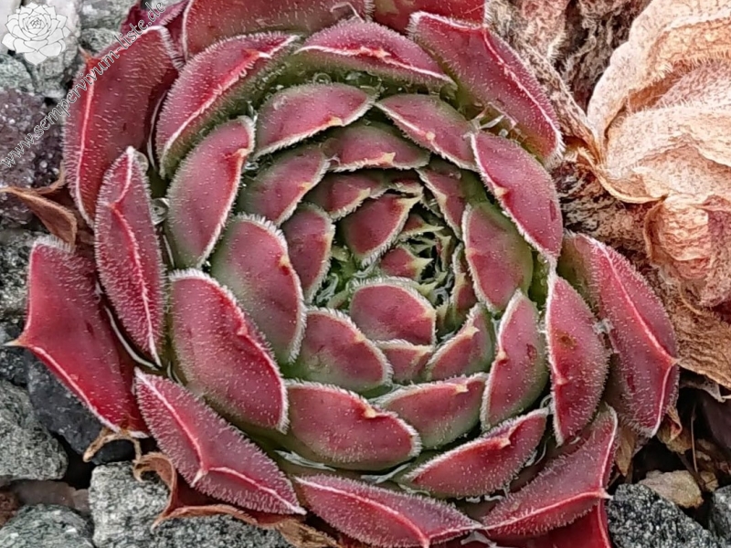 Anyuta