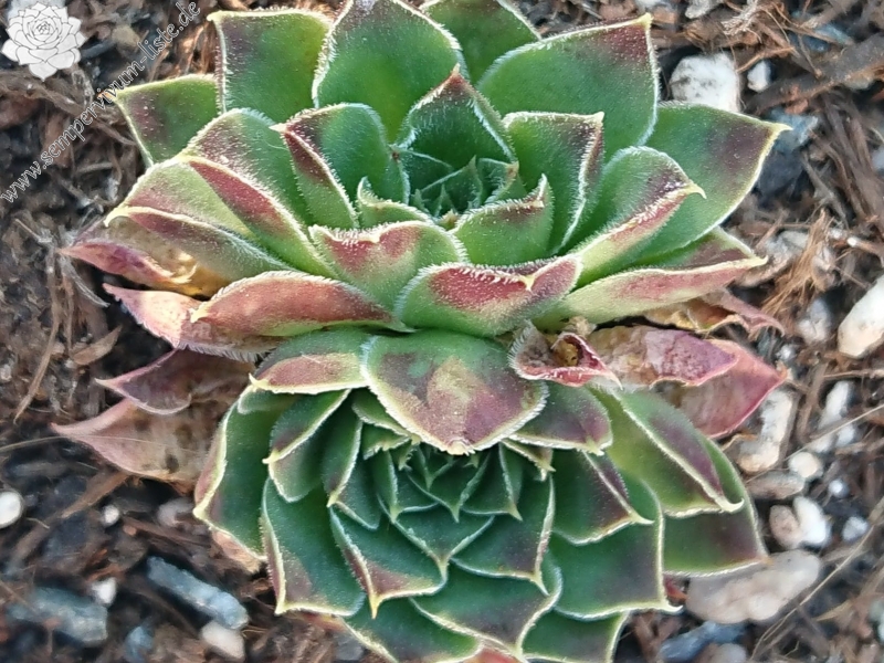 Anyuta