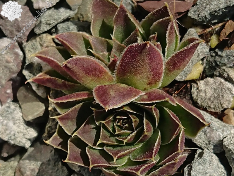 Anyuta