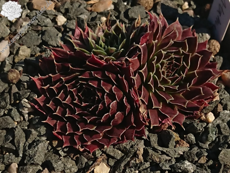Atahualpa