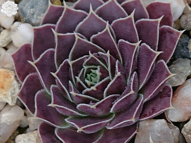 Ganymedes