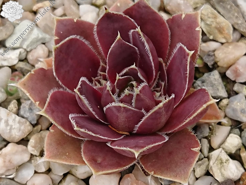 Graciella