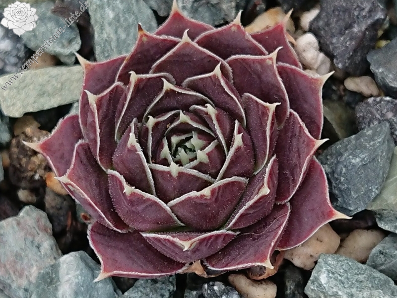 Palesrina