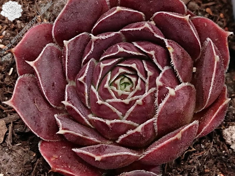 Palesrina