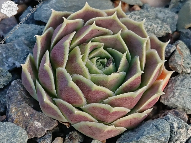 Suntan II