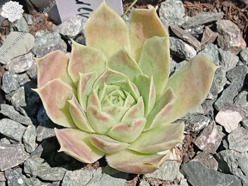 White Flower 