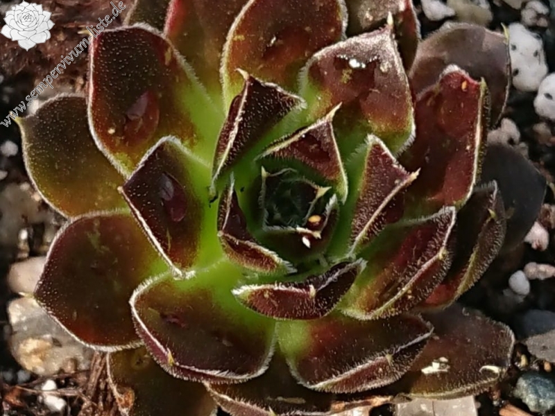 Zigeumblut