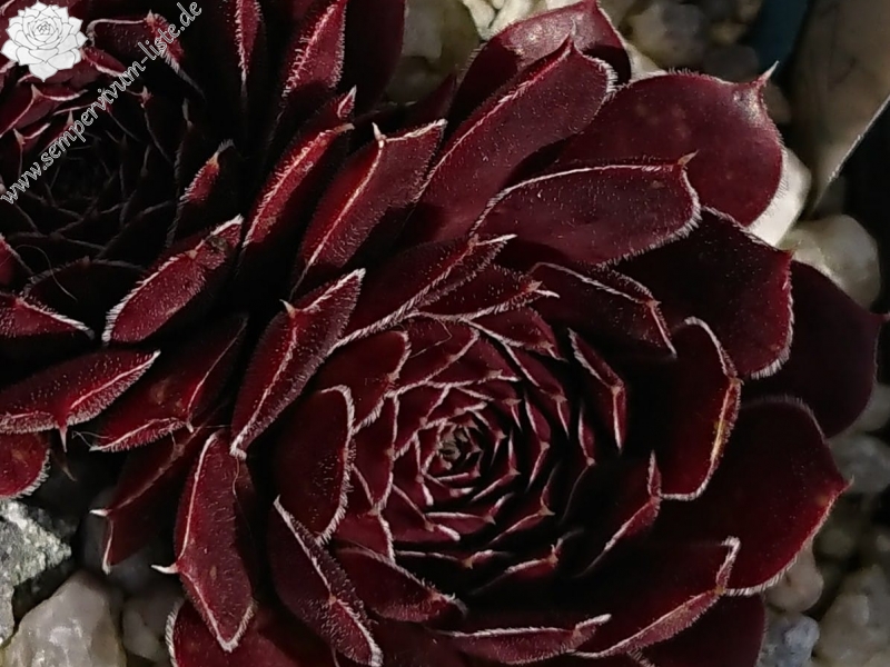 Zigeumblut