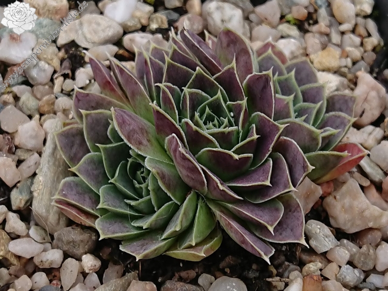 Zoeytken