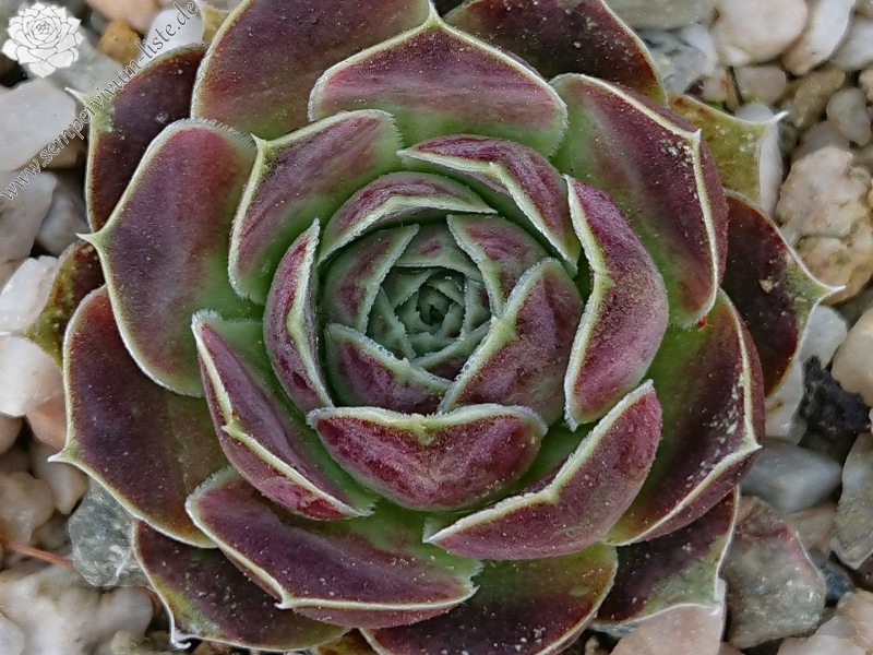 Zoeytken