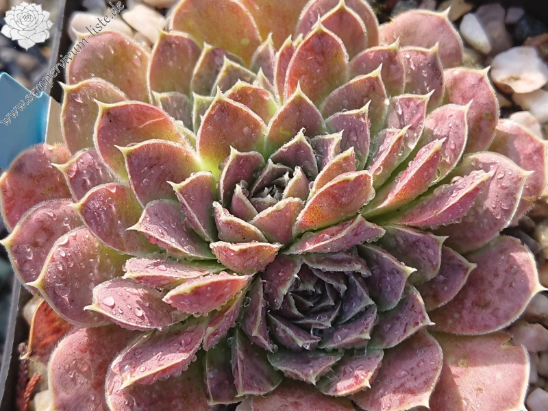 Zoeytken