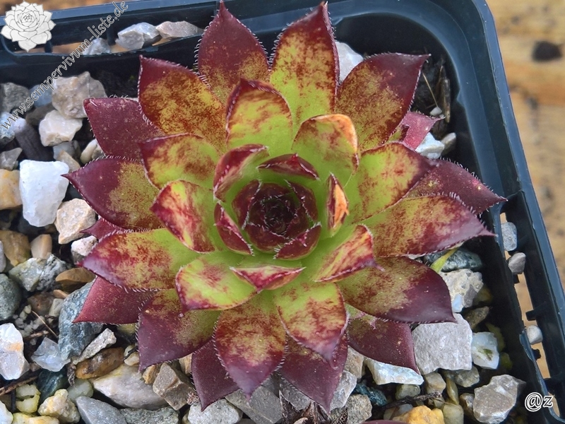 Pacific Phoenix Fire