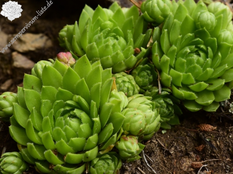globiferum ssp. globiferum from Rejštejn