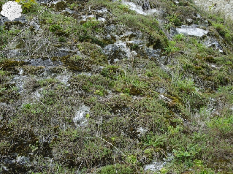 Naturstandort