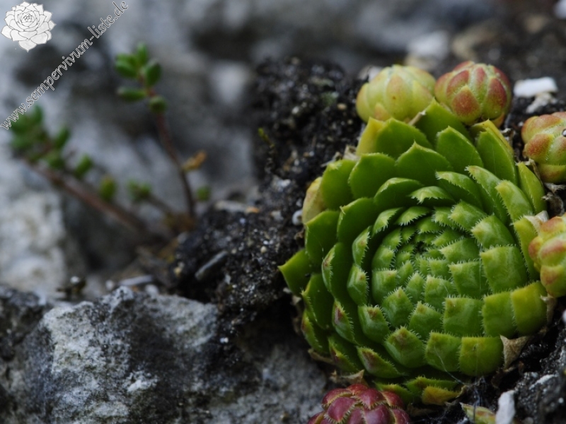 globiferum ssp. globiferum from Rabí, unter der Burgruine