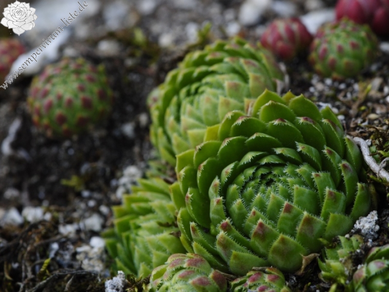 globiferum ssp. globiferum from Rabí, unter der Burgruine