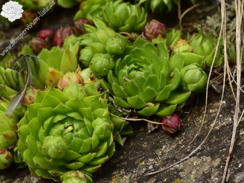 globiferum ssp. globiferum from Rejštejn