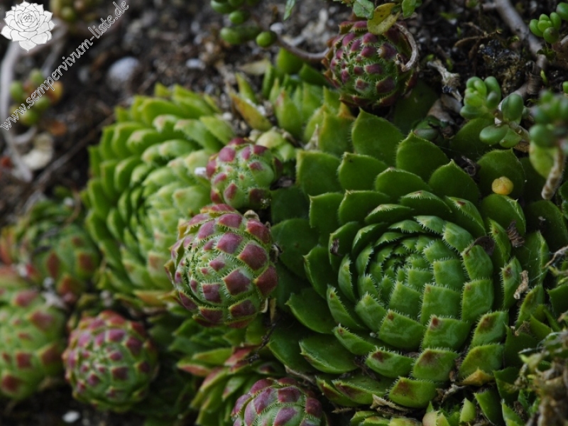 globiferum ssp. globiferum from Rabí, unter der Burgruine
