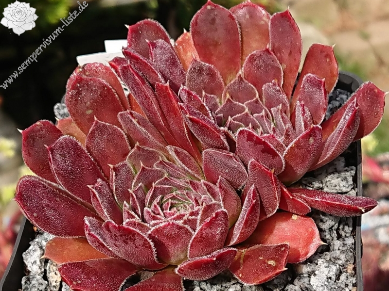 Heronia