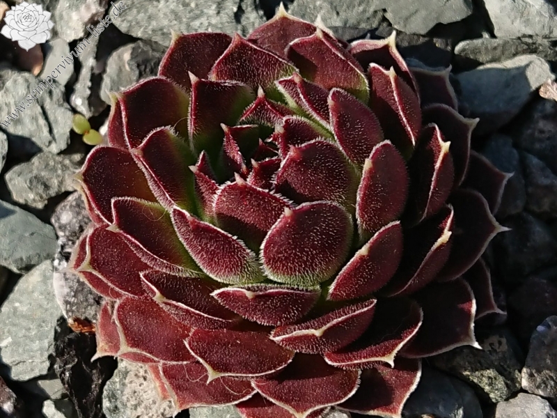 Heronia