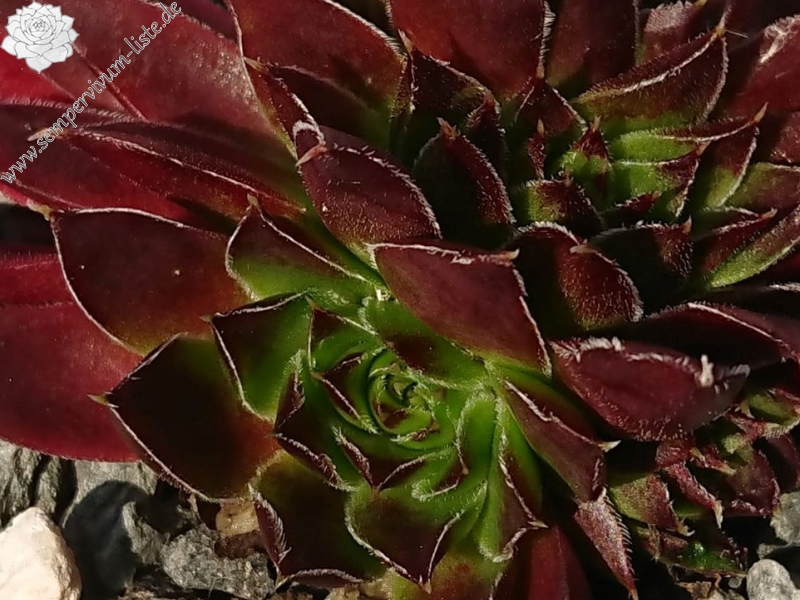 Hortensia