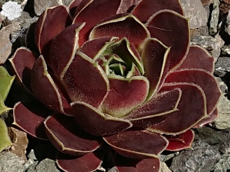 Idomaine