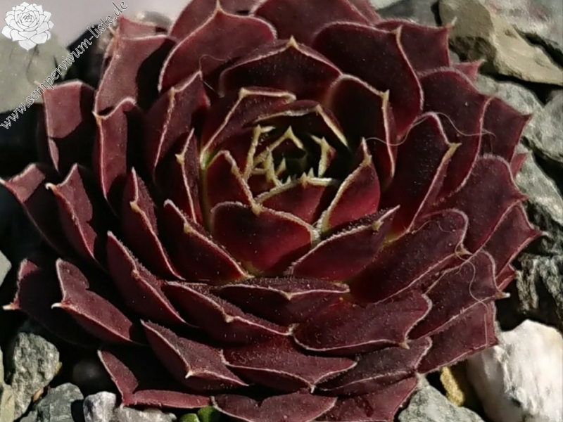 Injen