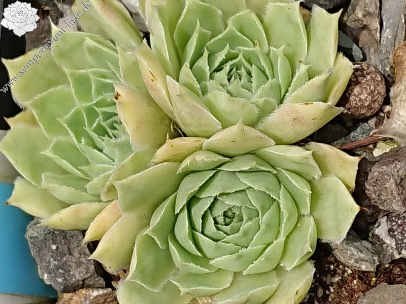 Jade