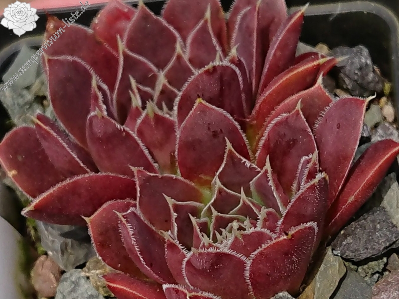 Kama