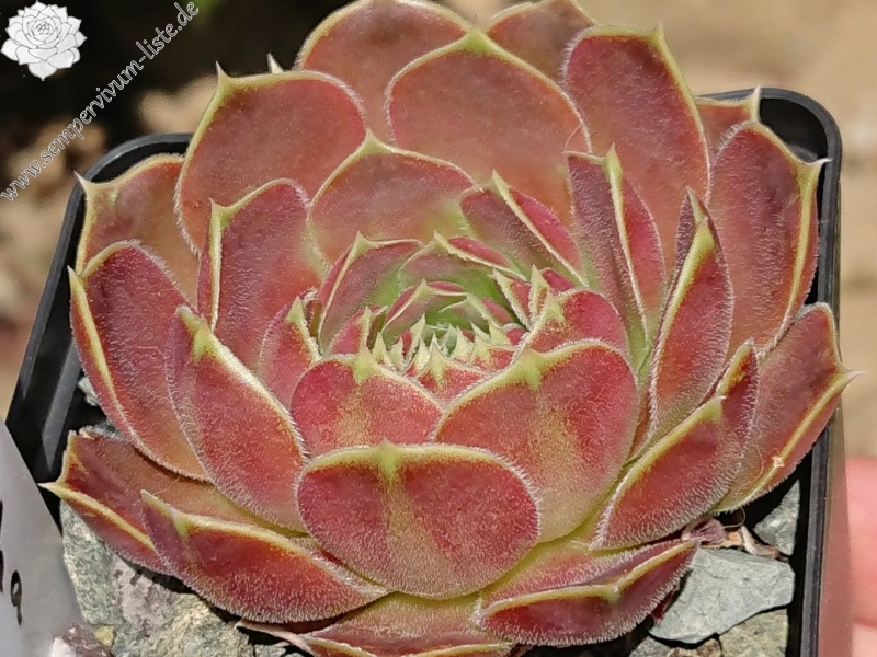 Keisha