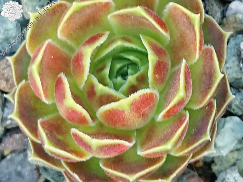 Keisha