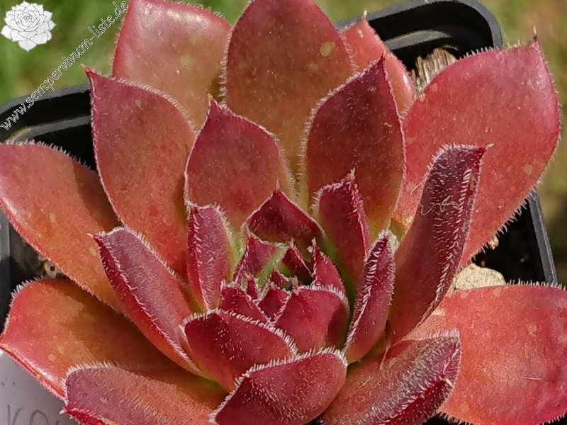 Korowai