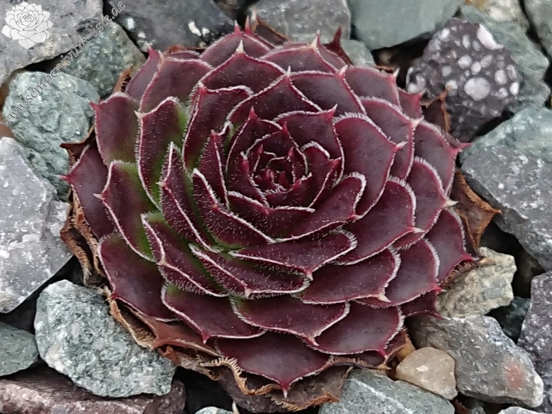 Korspel Krakeling