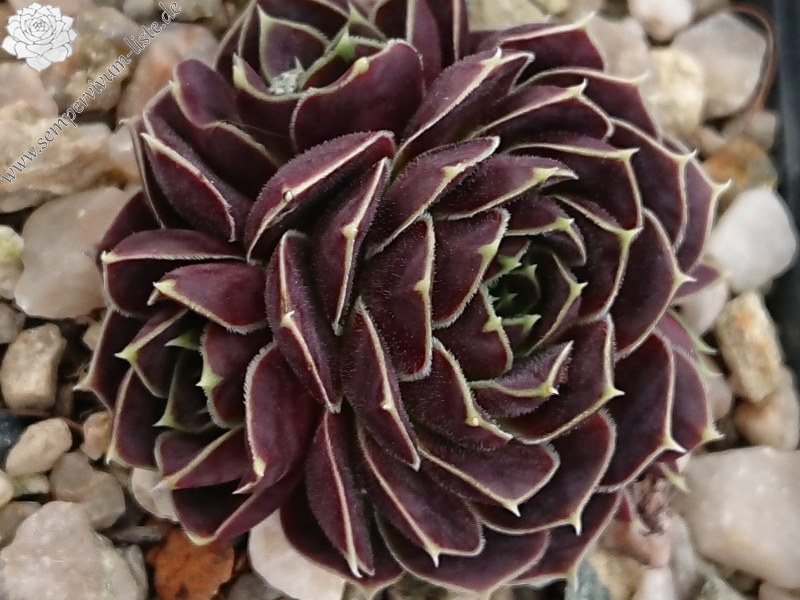Korspel Red Luster