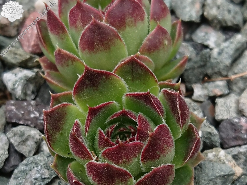 Koupaia
