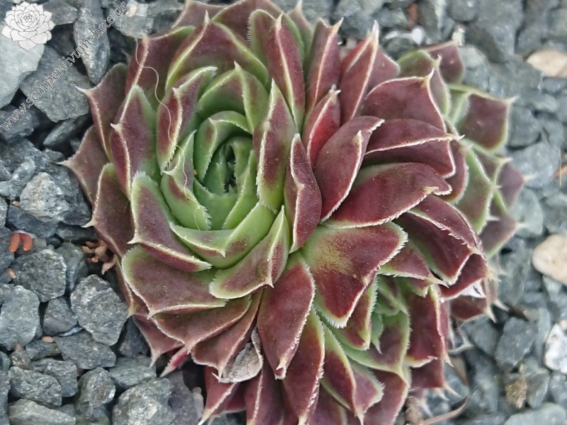 Limelight
