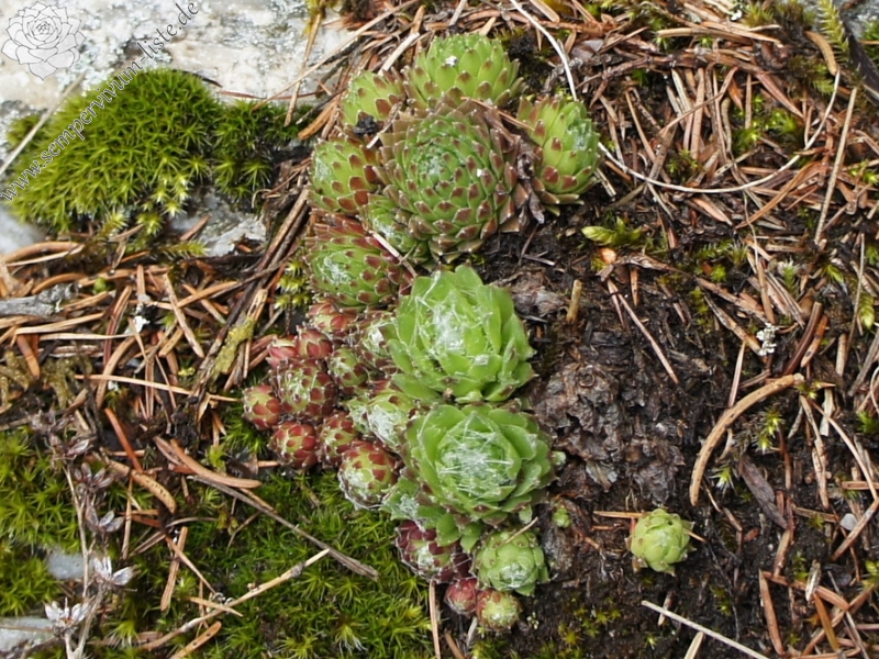 Reisebericht: Antholzer See (76257)