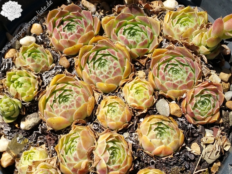 Erastus / Jovi