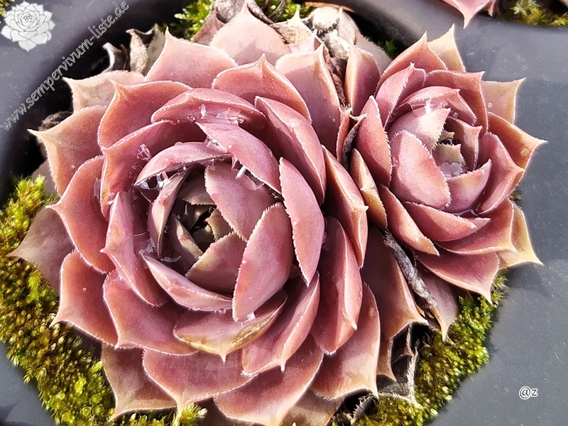 Pink Lotus