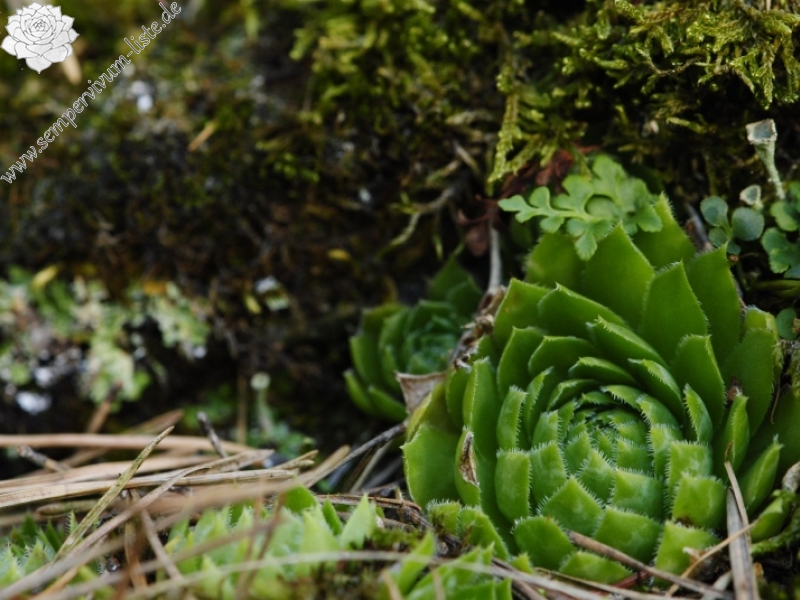 globiferum ssp. globiferum from Rabí (Líšná)