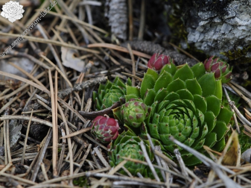 globiferum ssp. globiferum from Rabí (Všech svatých, Kapelle)